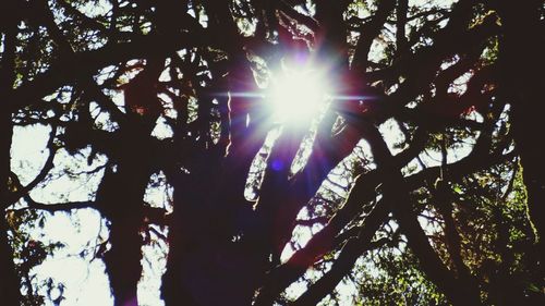 Low angle view of sun shining through trees