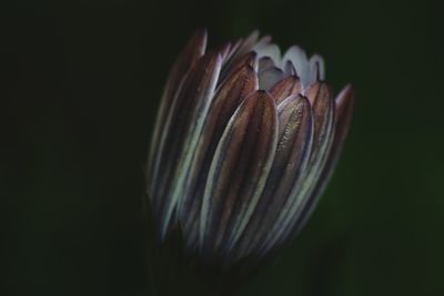 Close-up of flower against black background