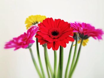 Close-up of multi colored flowers against white background