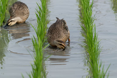 Duck swimming in lake