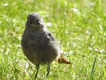 Close-up of bird perching on field