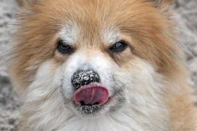 Close-up portrait of a dog