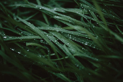 Close-up of wet plant leaves during rainy season