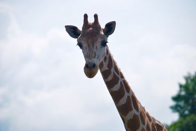 Portrait of giraffe against sky