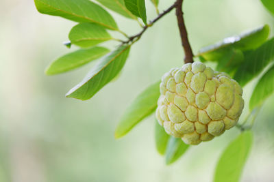 Close-up of fruit growing on plant