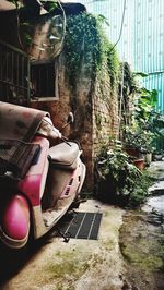 Vintage car on tree by plants