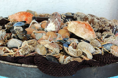 High angle view of shells on shore