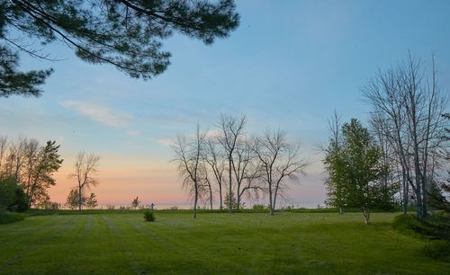 Trees on field against sky