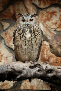 Portrait of eagle owl perching on branch at zoo