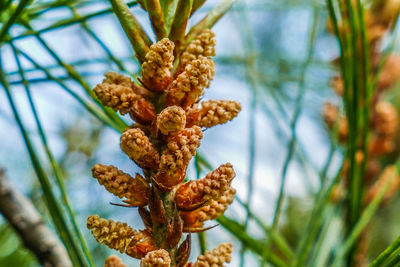 Low angle view of pine cones on plant
