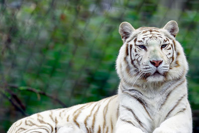 Close-up portrait of a animal