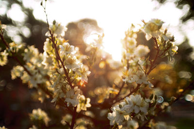 Close-up of flowering plant against bright sun
