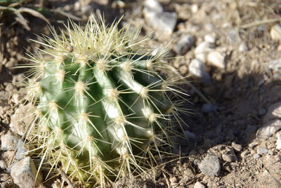 Close-up of cactus on field