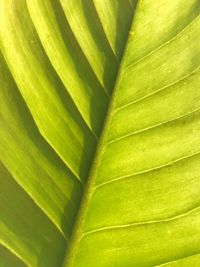 Full frame shot of green leaf
