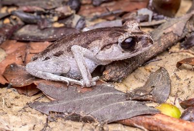 Close-up of frog