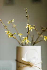 Close-up of white flowering plant in vase