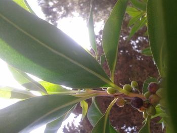 Low angle view of tree