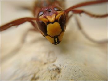 Close-up of wasp on tree trunk