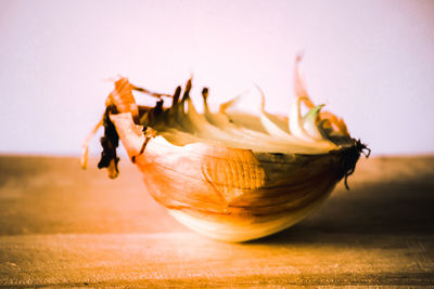 Close-up of dry leaf on table