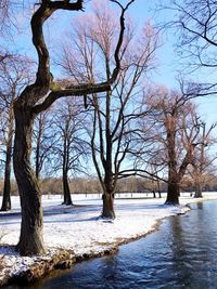 Bare trees by river against sky during winter