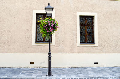 Potted plant in pot