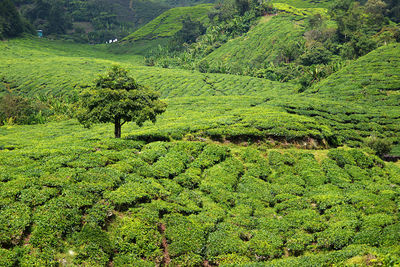 Tea plantation