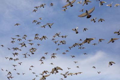 Low angle view of birds flying in sky