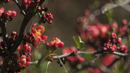 Close-up of berries growing on tree