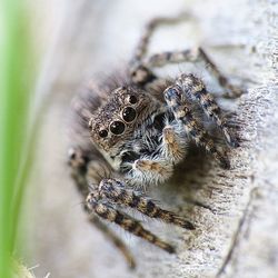 Close-up of spider