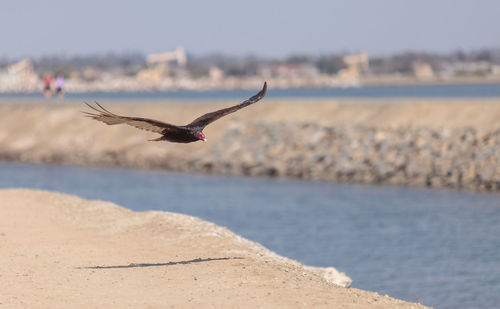 Bird flying over beach