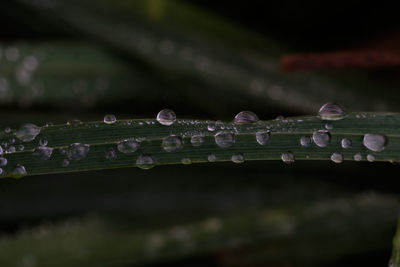 Close-up of water drops on blade of grass
