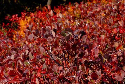 Full frame shot of red autumn leaves