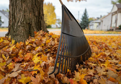 Leaf rake is ready to gather colorful fall leaves