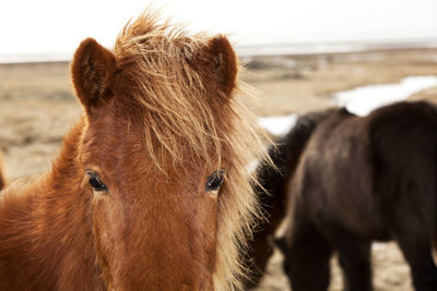 Closeup of a brown icelandic pony looking into the camera