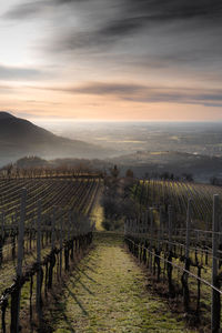 Scenic view of vineyard against sky