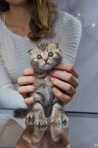 Close-up of scottish fold cat