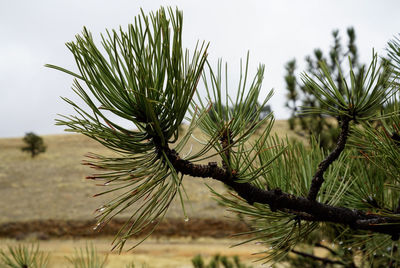 Close-up of fresh plant