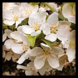 Close-up of white flowers