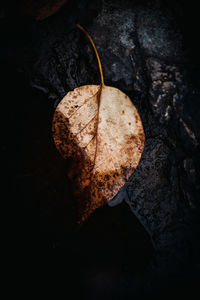 Single brown leaf underwater