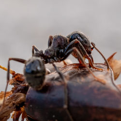 Close-up of ant eating grasshopper 