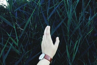 Close-up of person hand on grass