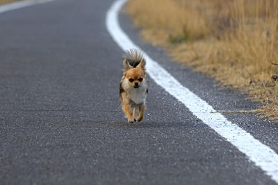 Dog on road in city