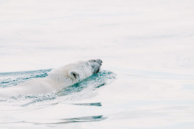 High angle view of seal swimming in sea