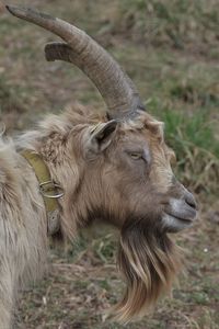 Close-up of billy-goat 