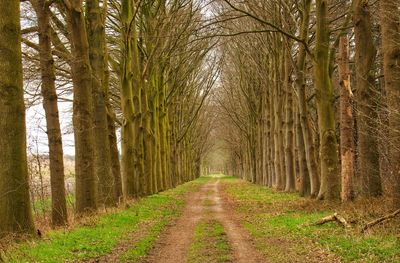 Dirt road amidst trees in forest