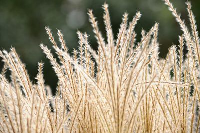 Close-up of stalks in field