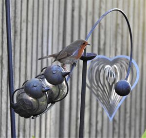 Close-up of birds perching on metal