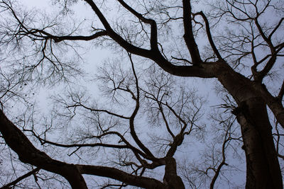 Low angle view of bare tree against sky