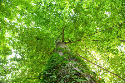 Low angle view of bamboo trees in forest