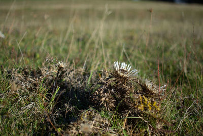 Close-up of dry grass on field